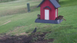 /Birds/Thumbs/20240629/found20240629-085357.png 