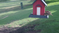 /Birds/Thumbs/20240629/found20240629-090237.png 