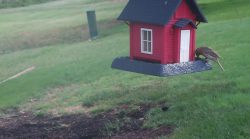 /Birds/Thumbs/20240629/found20240629-090310.png 