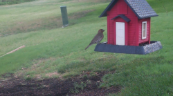 /Birds/Thumbs/20240629/found20240629-090353.png 
