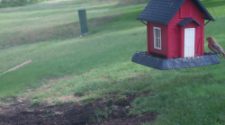 /Birds/Thumbs/20240629/found20240629-090912.png 