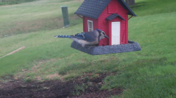 /Birds/Thumbs/20240629/found20240629-092639.png 