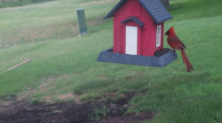 /Birds/Thumbs/20240629/found20240629-095230.png 