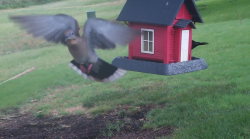 /Birds/Thumbs/20240629/found20240629-095926.png 