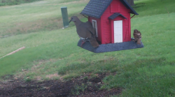 /Birds/Thumbs/20240629/found20240629-100457.png 