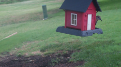 /Birds/Thumbs/20240629/found20240629-100544.png 