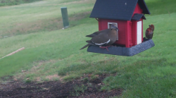 /Birds/Thumbs/20240629/found20240629-100640.png 