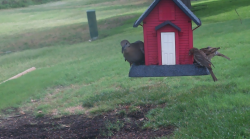 /Birds/Thumbs/20240629/found20240629-100750.png 