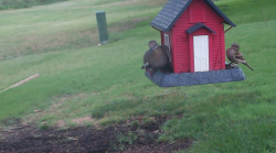 /Birds/Thumbs/20240629/found20240629-100829.png 