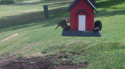 /Birds/Thumbs/20240629/found20240629-102651.png 
