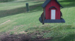 /Birds/Thumbs/20240629/found20240629-110831.png 