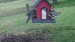 /Birds/Thumbs/20240629/found20240629-111032.png 