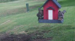 /Birds/Thumbs/20240629/found20240629-111127.png 