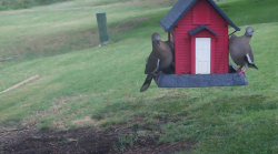 /Birds/Thumbs/20240629/found20240629-111229.png 