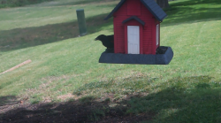 /Birds/Thumbs/20240629/found20240629-114003.png 