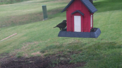 /Birds/Thumbs/20240629/found20240629-114209.png 