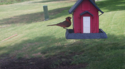 /Birds/Thumbs/20240629/found20240629-130410.png 