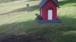 /Birds/Thumbs/20240629/found20240629-140343.png 