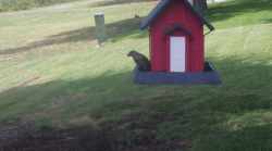 /Birds/Thumbs/20240629/found20240629-140521.png 