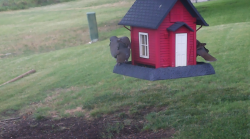 /Birds/Thumbs/20240629/found20240629-161424.png 