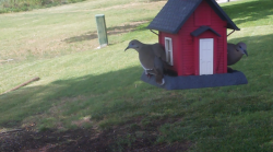 /Birds/Thumbs/20240629/found20240629-162555.png 