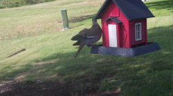 /Birds/Thumbs/20240629/found20240629-171644.png 