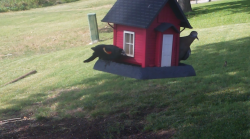 /Birds/Thumbs/20240629/found20240629-172252.png 