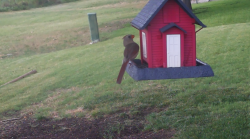 /Birds/Thumbs/20240629/found20240629-174856.png 