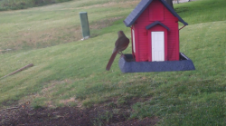 /Birds/Thumbs/20240629/found20240629-174937.png 