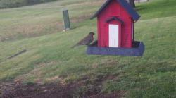 /Birds/Thumbs/20240629/found20240629-182402.png 
