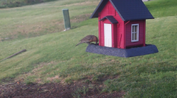 /Birds/Thumbs/20240629/found20240629-182507.png 