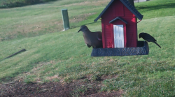 /Birds/Thumbs/20240629/found20240629-190803.png 