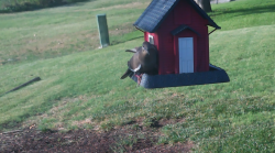 /Birds/Thumbs/20240629/found20240629-191146.png 