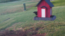/Birds/Thumbs/20240629/found20240629-202434.png 