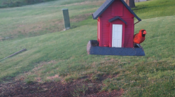 /Birds/Thumbs/20240629/found20240629-202519.png 