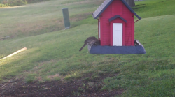 /Birds/Thumbs/20240630/found20240630-072707.png 