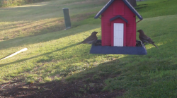 /Birds/Thumbs/20240630/found20240630-073309.png 