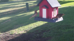 /Birds/Thumbs/20240630/found20240630-085044.png 