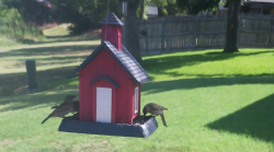 /Birds/Thumbs/20240703/found20240703-101959.png 