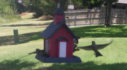 /Birds/Thumbs/20240703/found20240703-125927.png 