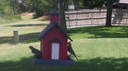 /Birds/Thumbs/20240703/found20240703-134223.png 
