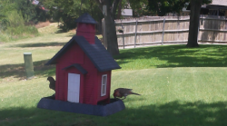 /Birds/Thumbs/20240703/found20240703-134320.png 