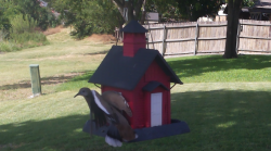 /Birds/Thumbs/20240703/found20240703-162919.png 