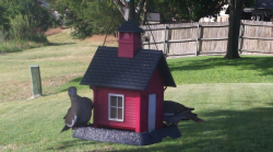 /Birds/Thumbs/20240703/found20240703-180337.png 