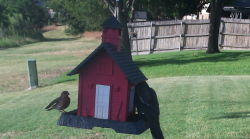 /Birds/Thumbs/20240703/found20240703-183714.png 
