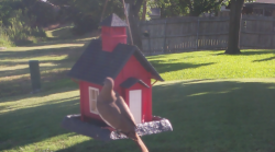 /Birds/Thumbs/20240704/found20240704-084457.png 