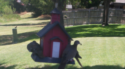 /Birds/Thumbs/20240704/found20240704-123652.png 