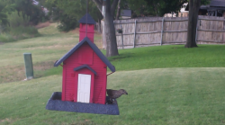 /Birds/Thumbs/20240704/found20240704-180346.png 