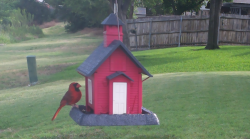 /Birds/Thumbs/20240705/found20240705-084621.png 