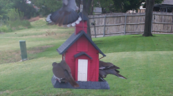 /Birds/Thumbs/20240705/found20240705-175133.png 